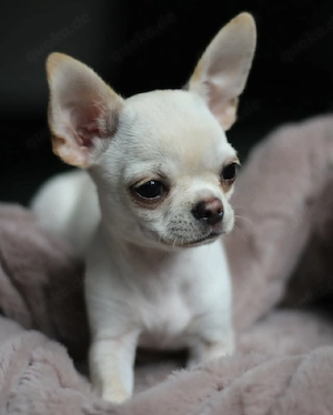 Entzückende Chihuahua-Welpen suchen ein Zuhause für immer