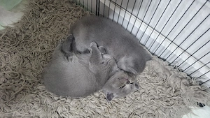 BKH katzenbaby