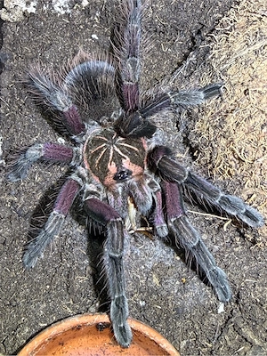 Pamphobeteus sp. Machala 1.0