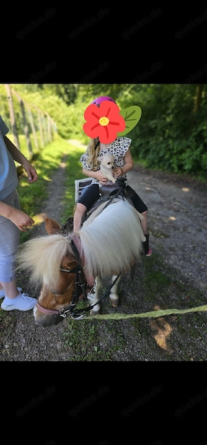 Typvoller Chihuahua-Rüde sucht ab sofort ein liebevolles Zuhause 