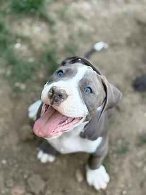 American Pitbull Terrier Welpen mit Stammbaum 
