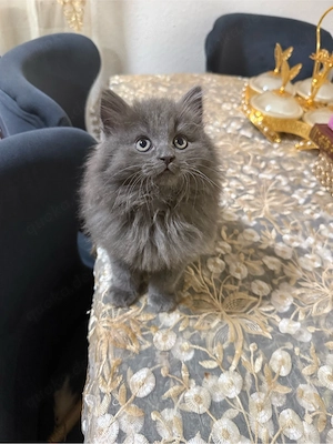 Wunderschöne Norwegischen Waldkatze