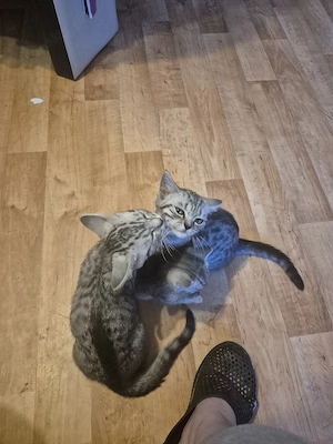BKH kitten 2 Mädchen  sind noch frei und abgabebereit 