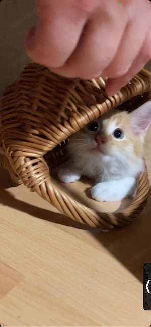 kuschelige rothaarige Kater 11 Wochen alt