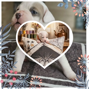 Süße Old english Bulldog mixs Puppis 