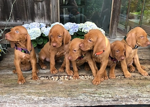 Wurfankündigung reinrassige Magyar Vizsla Welpen