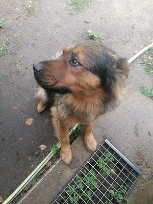 2kleine Rüden und2 kleine Hundedamensuchen ein neues Zuhause ab 30.8.26