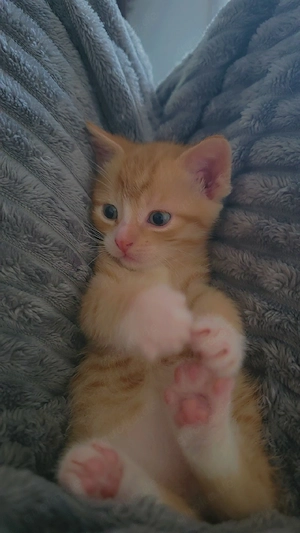 halb siam simba sucht neues zuhause 