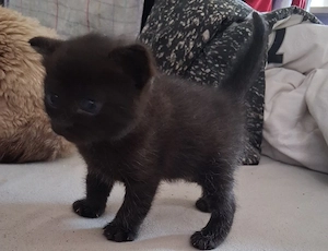 Siam mix babys in schwarz (papa ist Streuner)