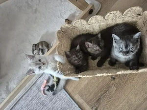 Bkh kitten noch 4 zuhaben!