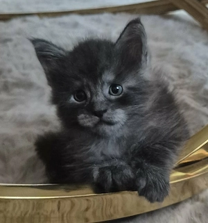 Maine coon baby