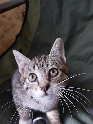 Süße Katzenbabys abzugeben