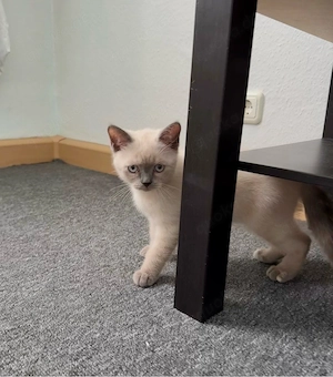 katzen kitten 