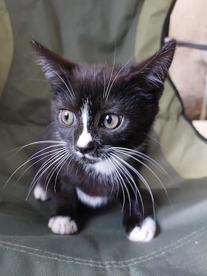 Süße Katzenbabys abzugeben