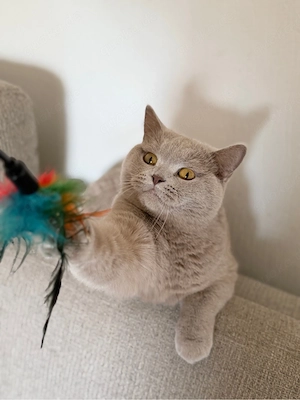 Britisch Kurzhaar (BKH) Katze, 1,5 Jahre alt, gesund
