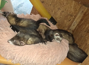 Frettchen Welpen 3 Fähen Iltis Farben 