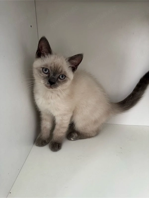 katzen kitten Baby