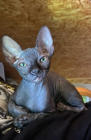 Canadien Sphynx Kitten