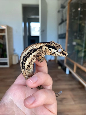 0.1 Höckerkopfgecko