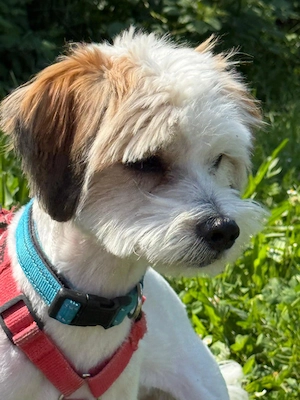 Benji möchte gerne ein liebevolles Zuhause haben 