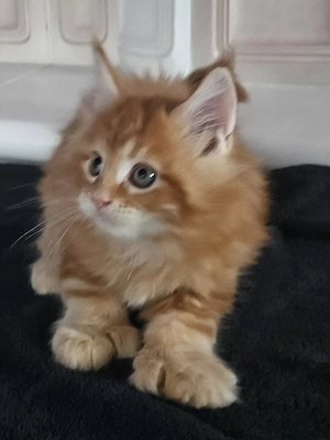 Maine Coon Kitten reinrassig mit Stammbaum 