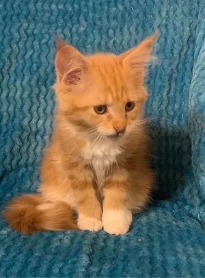 Maine Coon -weiblich