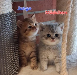 Reinrassige BKH Kitten 