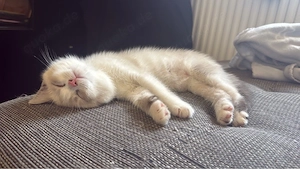 BKH Kitten