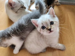 Reinrassige BKH Kitten bald abgabebereit   3 noch verfügbar!