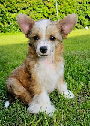 Süßes Chinese Crested Powderpuff Mädchen 