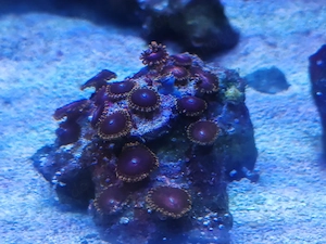 Zoanthus zoas koralle Meerwasser Stein 