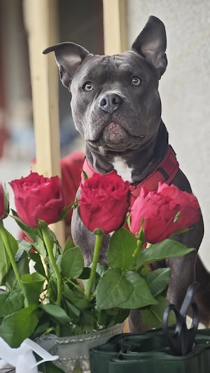 American Bully Mischling 