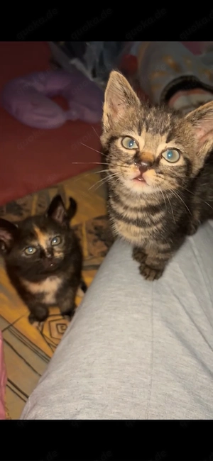 baby katze und kater zu verkaufen 