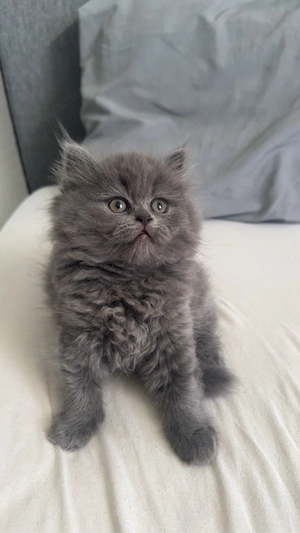 BLH BKH kitten