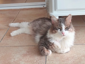 Liebevolle Pflegestellen Für Hundis und Katzen für JETZT und folgende Monate gesucht 