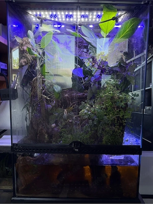 Exo Terra Paludarium komplett eingerichtet   Wasserfall, Beregnung, Pflanzen & Besatz