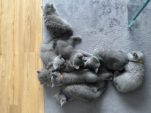 Bkh & blh kitten