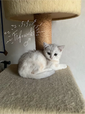 5 BLH BKH Cuties suchen nach dem besten Zuhause