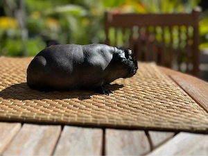 Skinny Pig für Liebhaber