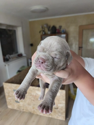 Old English Bulldog Welpen 