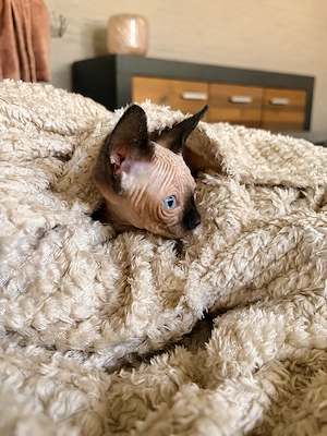 Wunderschöne Sphynx suchen absofort ein neues Zuhause 