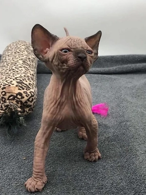 Wunderschöne Sphynx-Kätzchen (männlich & weiblich)   12 Wochen alt