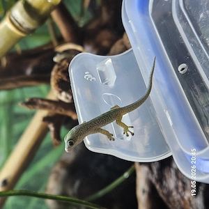 Phelsuma robertmertensi 