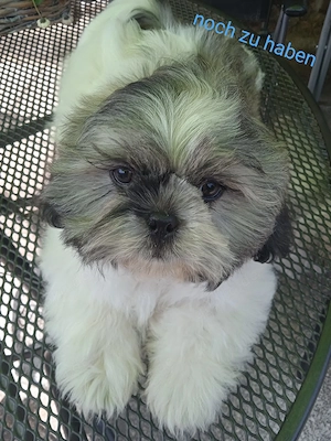 Shih-Tzu Welpen 
