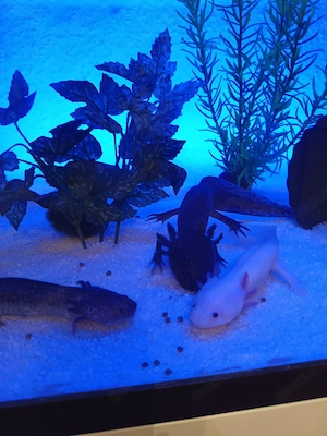 Axelotls inkl Aquarium 