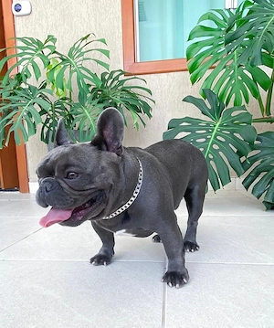 Französische Bulldoggen Welpen