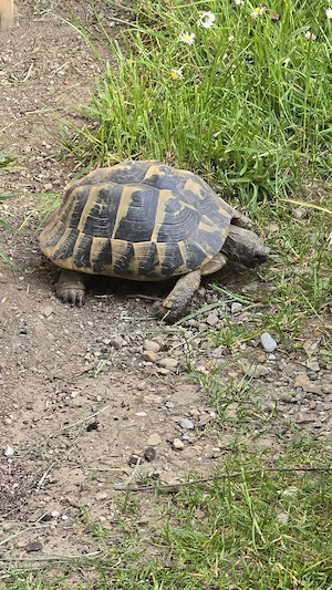Griechische Landschildkröten THB