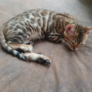 Wunderschöne reinrassige Bengalkatzen Kitten