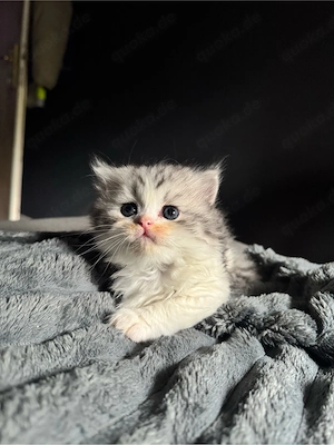 Britisch Kurzhaar Kitten abzugeben