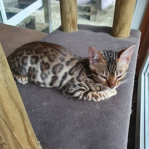 Wunderschöne reinrassige Bengalkatzen Kitten